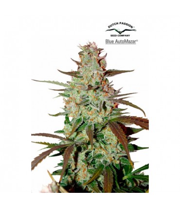 Blue Auto Mazar 7 u. fem. Dutch Passion