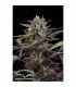 Auto Blueberry  3 u. fem. Dutch Passion