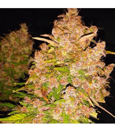 Auto Blackberry Kush 3 u. fem. Dutch Passion