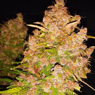 Auto Blackberry Kush 7 u. fem. Dutch Passion