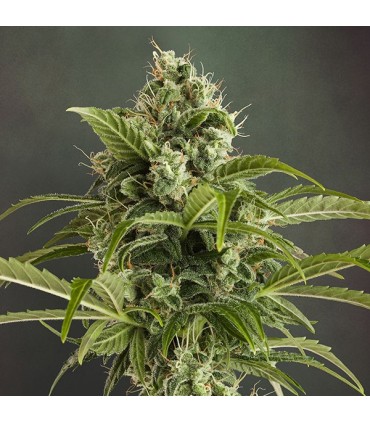 Auto Euforia 7 u. fem. Dutch Passion