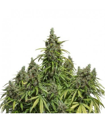 Auto Mazar  3 u. fem. Dutch Passion