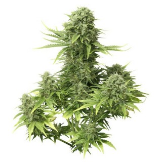 Auto StarRyder 7 u. fem. Dutch Passion