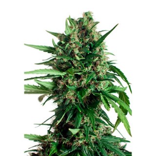 Auto Taiga N2 - fem. Dutch Passion