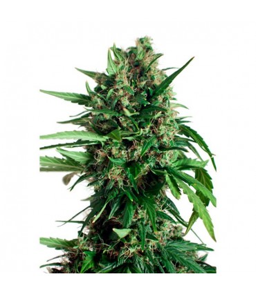 Auto Taiga N2 -  7 u. fem. Dutch Passion