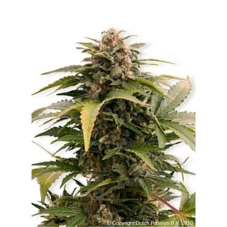 Auto Taiga 7 u. fem. Dutch Passion DESCATALOGADA