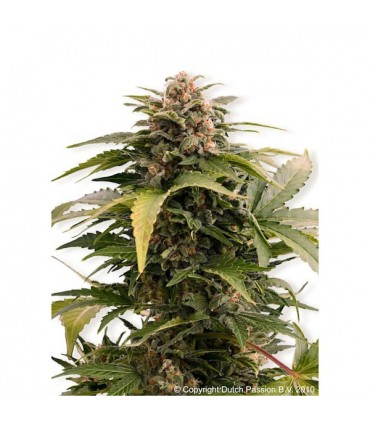 Auto Taiga 7 u. fem. Dutch Passion DESCATALOGADA