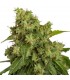 Auto Xtreme 3 u. fem. Dutch Passion