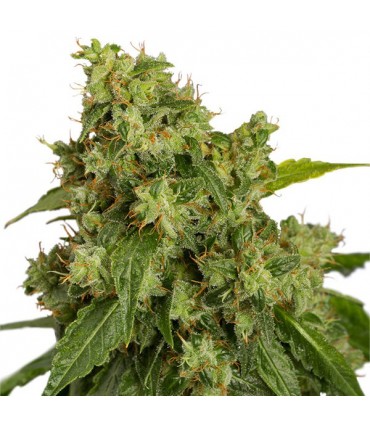 Auto Xtreme 3 u. fem. Dutch Passion