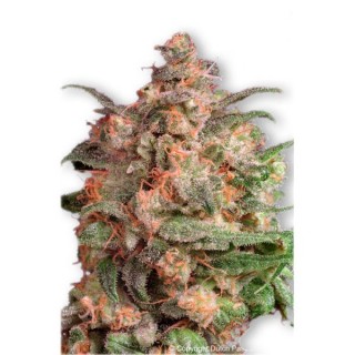 Brainstorm fem. Dutch Passion