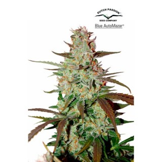 Blue Auto Mazar fem. Dutch Passion