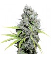 CBD Skunkhaze 10 u. fem. Dutch Passion