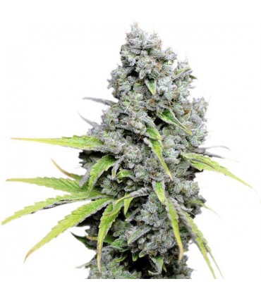 CBD Skunkhaze  5 u. fem. Dutch Passion