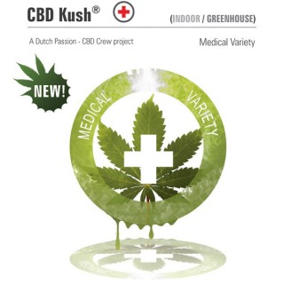 CBD Kush 10 u. fem. Dutch Passion