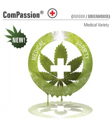 CBD Compassion 10 u. fem. Dutch Passion