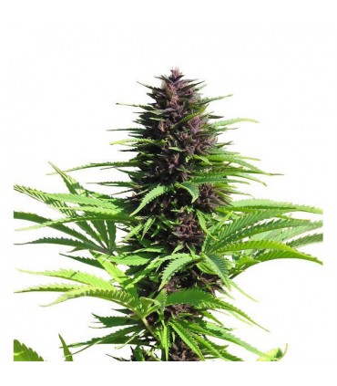 Shaman 10 u. fem. Dutch Passion