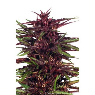 Twilight 10 u. fem. Dutch Passion