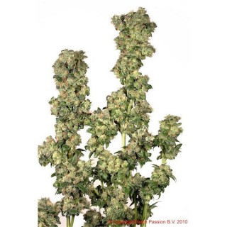 Oasis 10 u. fem. Dutch Passion. DESCATALOGADA