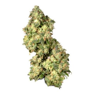 Ultra Skunk 10 u. fem.Dutch Passion