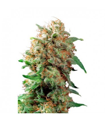 Mazar 10 u. fem. Dutch Passion