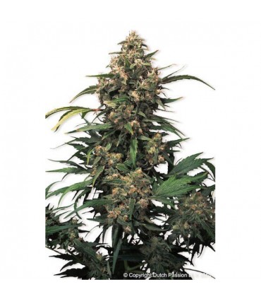 Strawberry Cough 10 u. fem. Dutch Passion