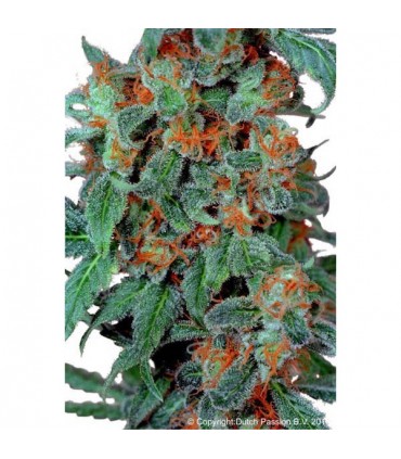 Orange Bud  5 u. fem. Dutch Passion
