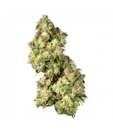 Ultra Skunk  5 u. fem.Dutch Passion