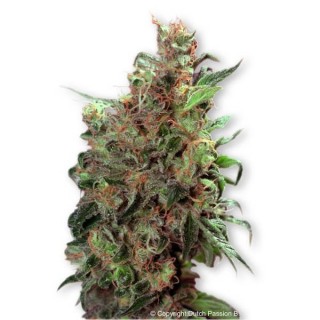 California Orange  5 u. fem. Dutch Passion