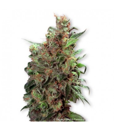 California Orange  5 u. fem. Dutch Passion