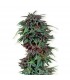 Durban Poison  5 u. fem. Dutch Passion
