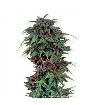 Durban Poison  5 u. fem. Dutch Passion