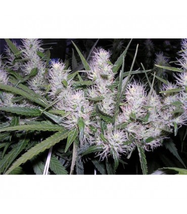 Masterkush  5 u. fem. Dutch Passion