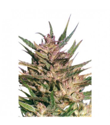 Passion N1 -  5 u. fem. Dutch Passion