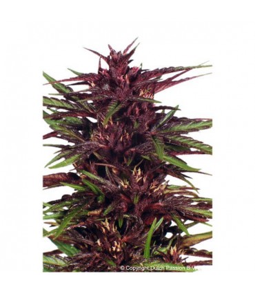 Twilight  5 u. fem. Dutch Passion