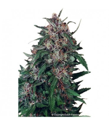 Hollands Hope 10 u. fem. Dutch Passion