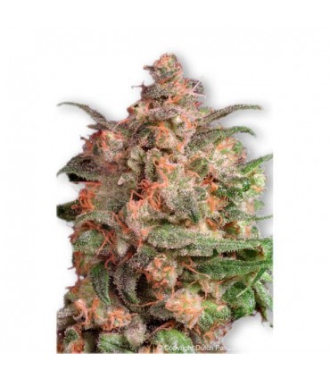 Brainstorm 10 u. fem. Dutch Passion