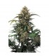 Strawberry Cough  5 u. fem. Dutch Passion