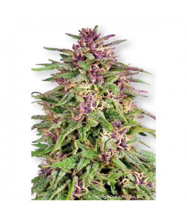 Frisian Dew  5 u.  fem. Dutch Passion