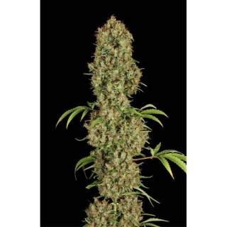 Jorge's Diamond  5 u. fem.  Dutch Passion