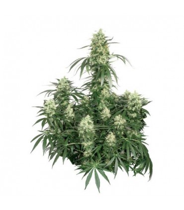 The Ultimate  5 u. fem.Dutch Passion