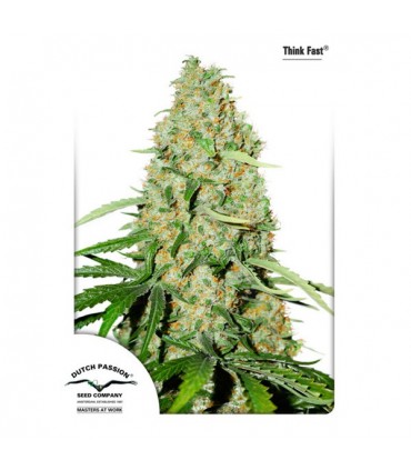 Think Fast  5 u. fem. Dutch Passion