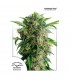 Auto Daiquiri Lime 7 u. fem. Dutch Passion
