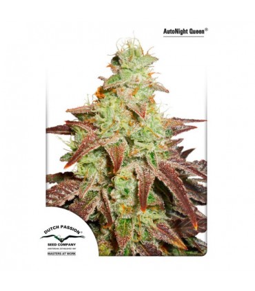 Auto Night Queen 7 u. fem. Dutch Passion