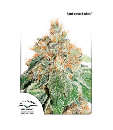 Auto Colorado Cookies 3 u. fem. Dutch Passion