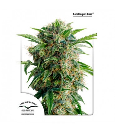 Auto Daiquiri Lime 3 u. fem. Dutch Passion