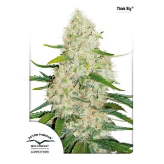 Auto Think Big fem. Dutch Passion