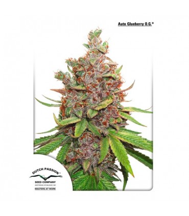 Auto Glueberry OG 3 u. fem. Dutch Passion