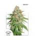 Glueberry OG 10 u. fem. Dutch Passion