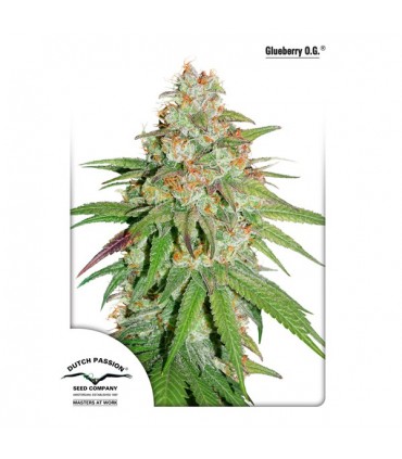 Glueberry OG 10 u. fem. Dutch Passion