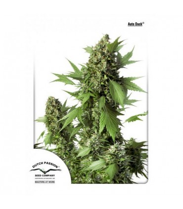 Auto Duck 3 u. fem. Dutch Passion